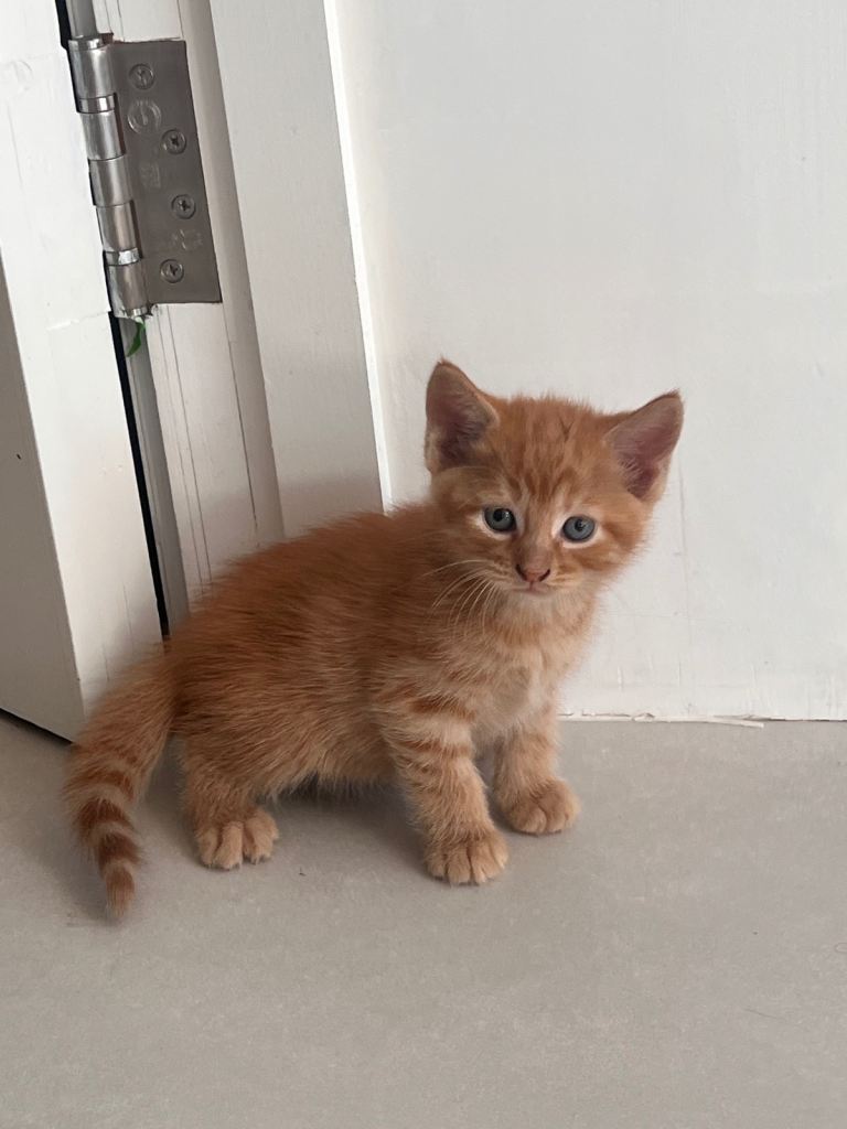 British shorthair kitten in need of a loving home