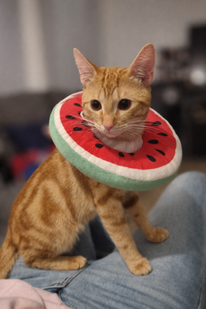 Simba 1 years old