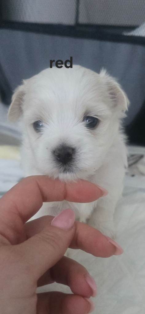 Maltese puppy