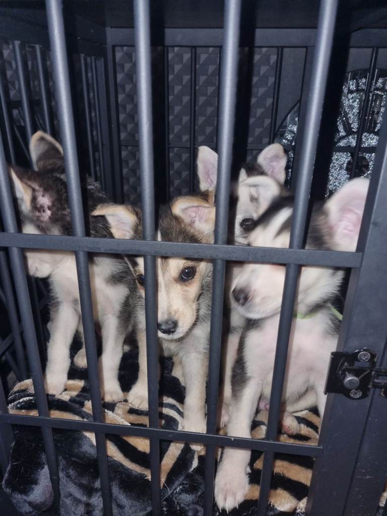 Shepsky pups forsale 