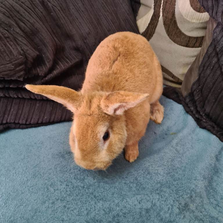 Mini rex x lion head