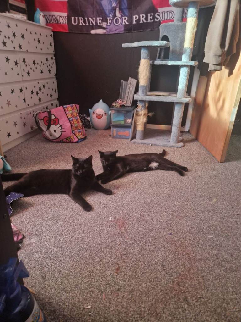 9 month old kittens
