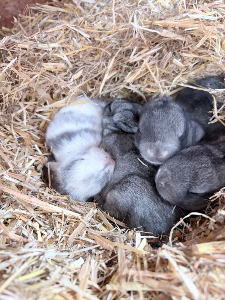 Beautiful Mini Lop Rabbits – 2 Weeks Old – £50 Each – Ready to Reserve