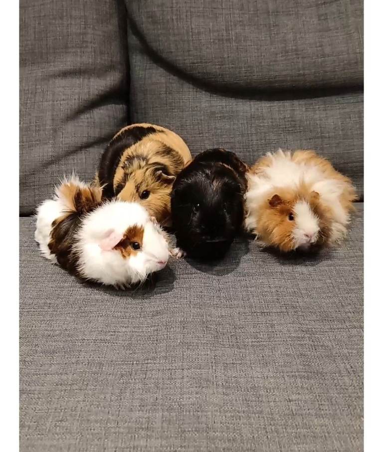 Four guinea pigs female