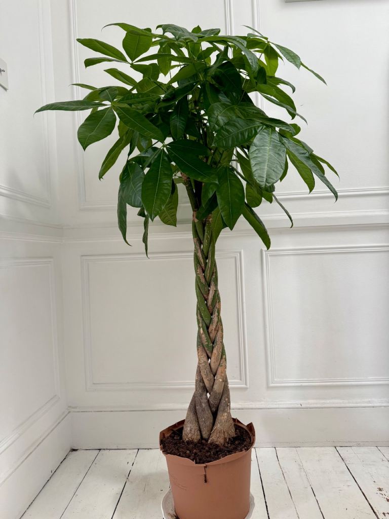 Pachira Aquatica Real Indoor Plant Tree Twisted Stem