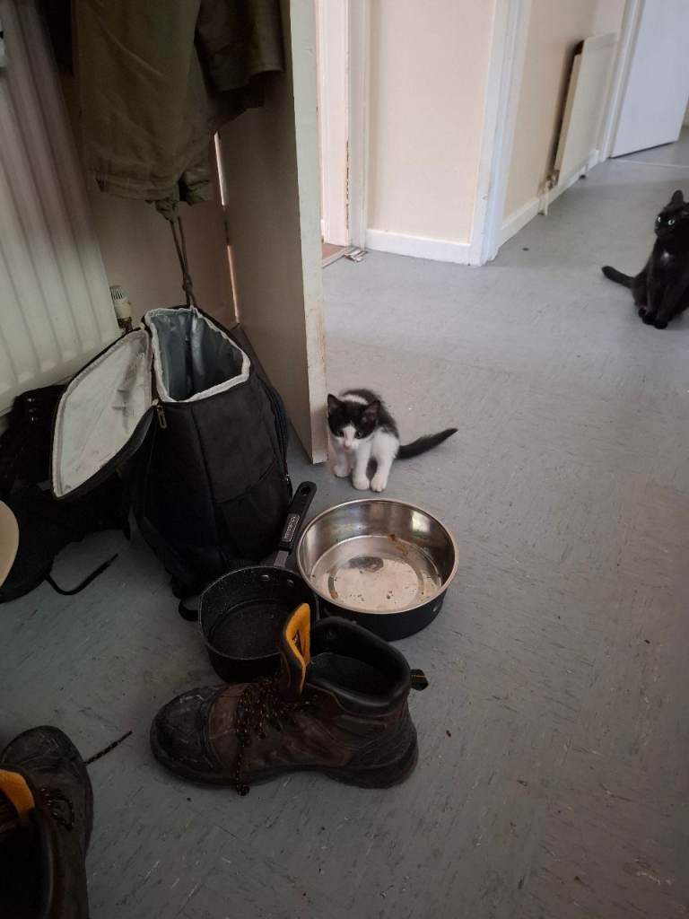 Kittens