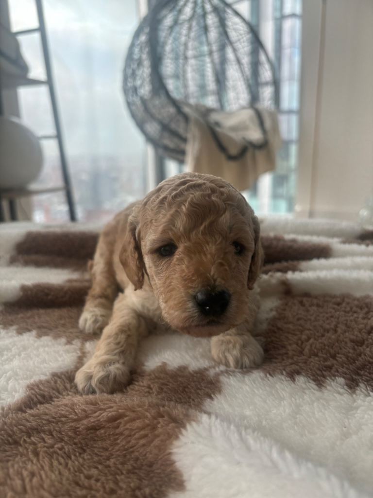 BABY TEDDY FLUFFY COCKAPOO PUPPIES