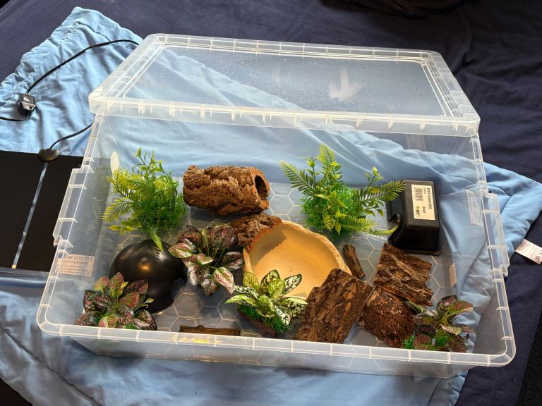 UPDATED Snake starter kit (reptile)  corn snake ball python hognose snake milk snake etc 