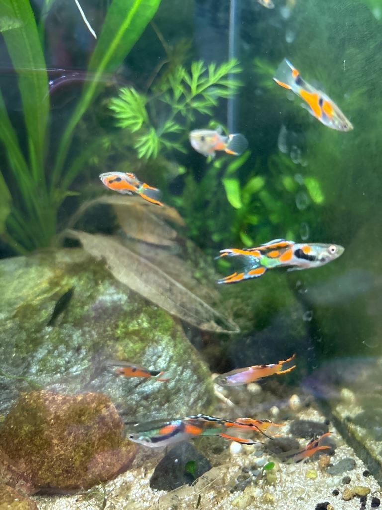 Endler Guppies males or females 