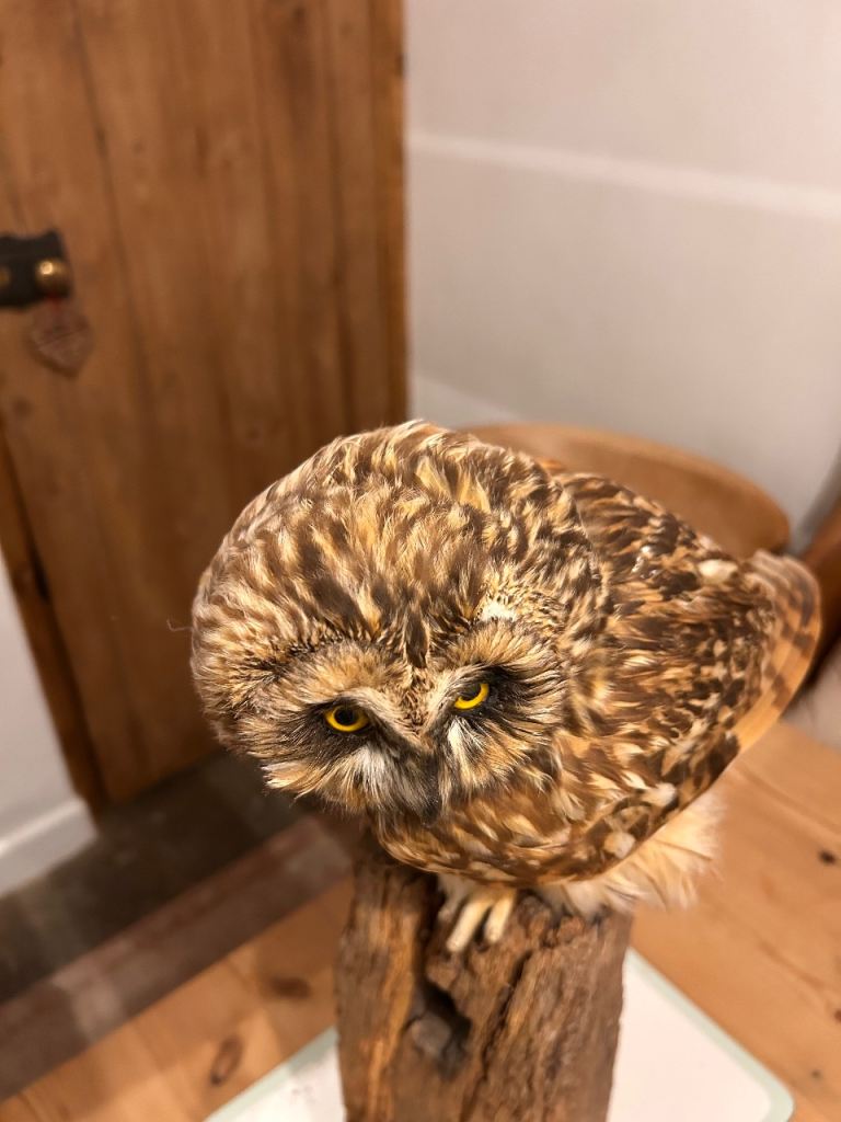 Taxidermy Short Eared Owl 