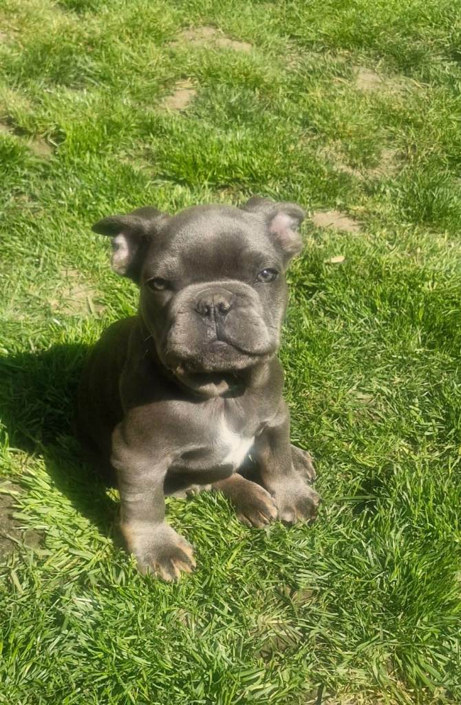 French bulldog 