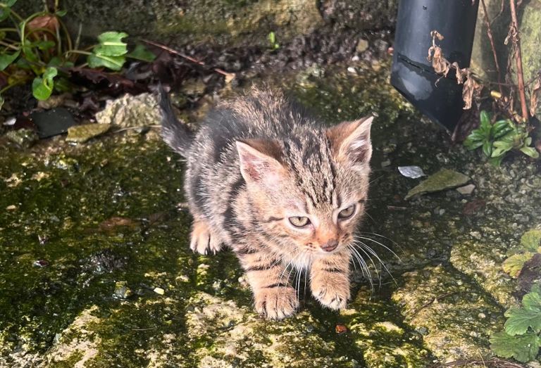 Bengal Marble mixed kittens 