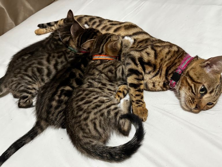 Cross bengal cats 