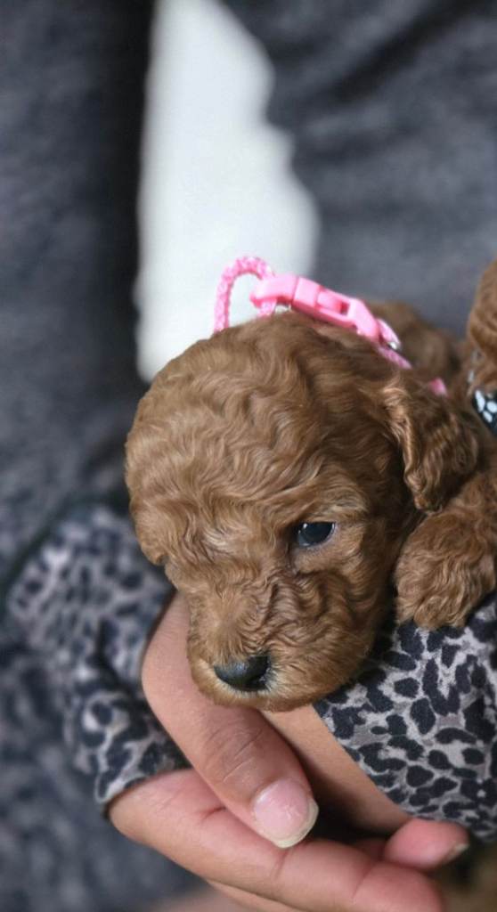 Tiny red toy poodles 