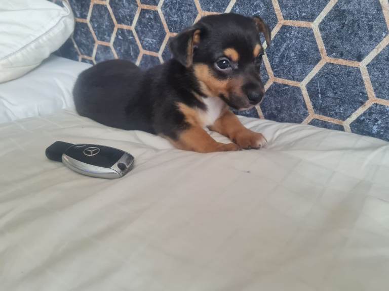 Miniature jack russell bobtail pup