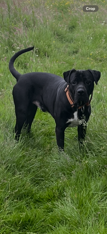 Cane corso male 1 year old looking for good home