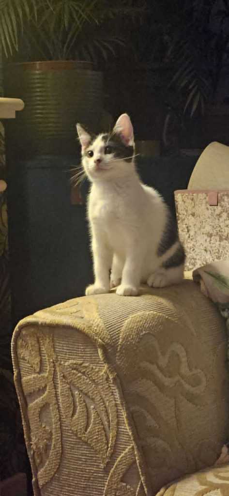 Kitten For Sale