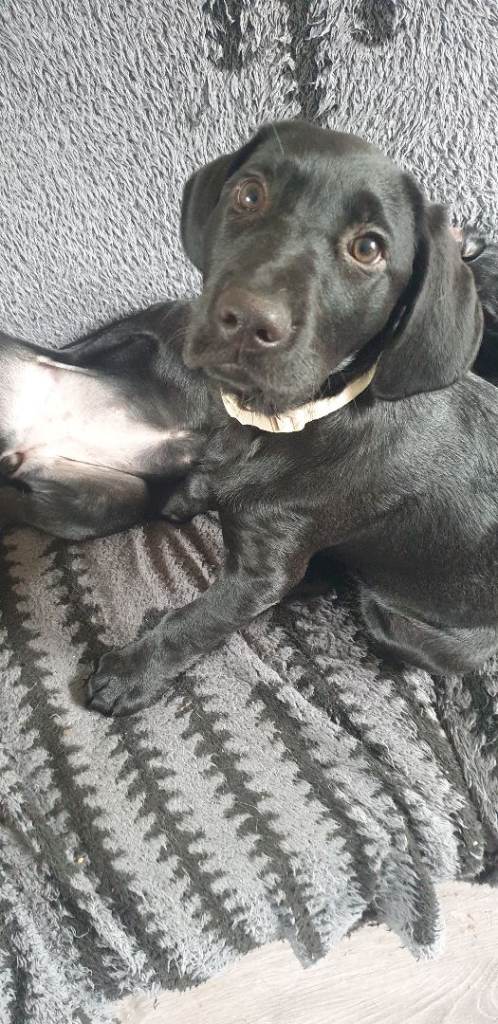 Labrador Puppy