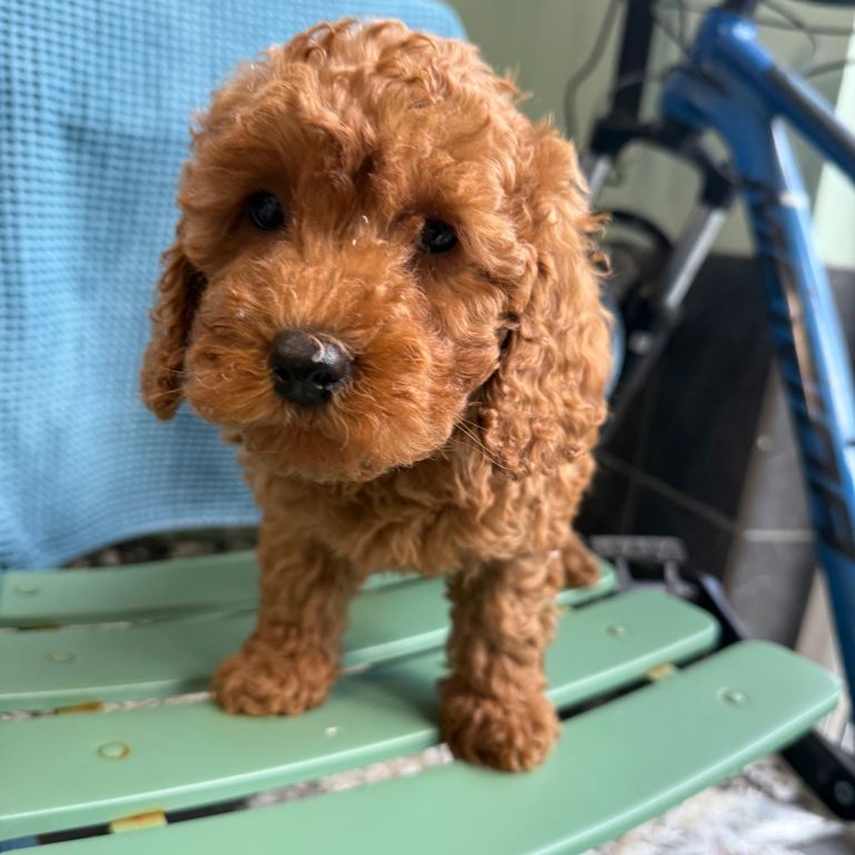 Cavapoo f1b 