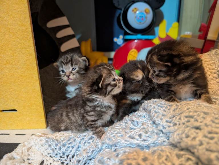 Kittens for sale 