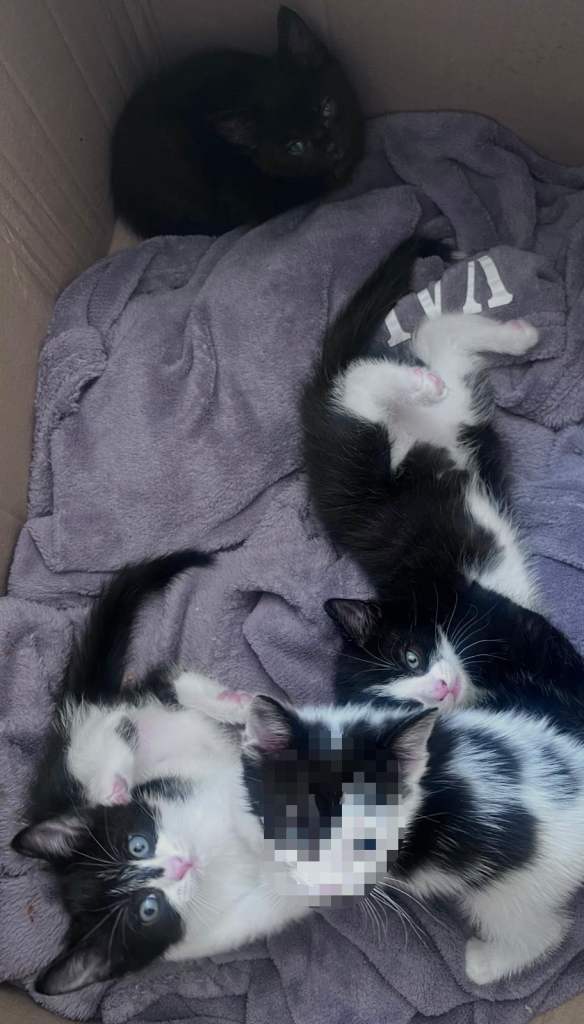 Kittens 