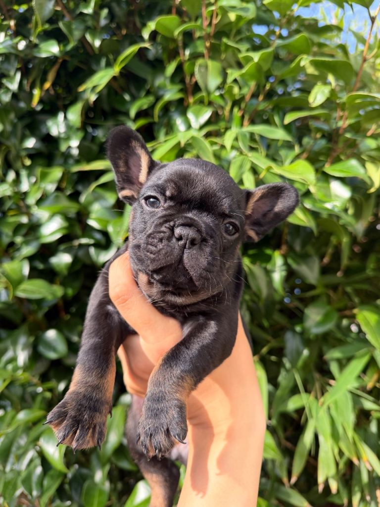 French bulldog 