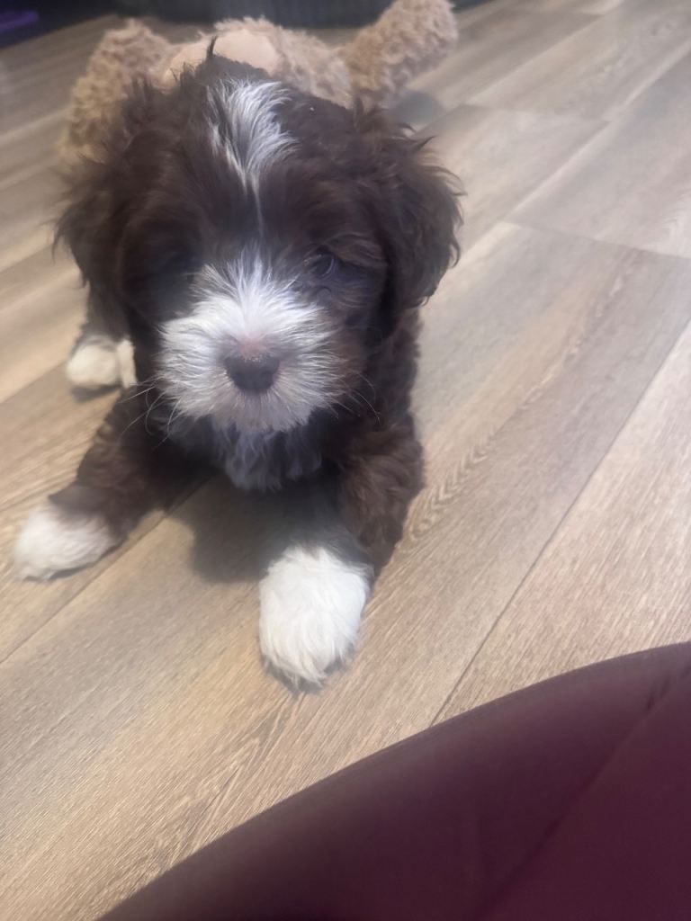 Maltipoo puppy 