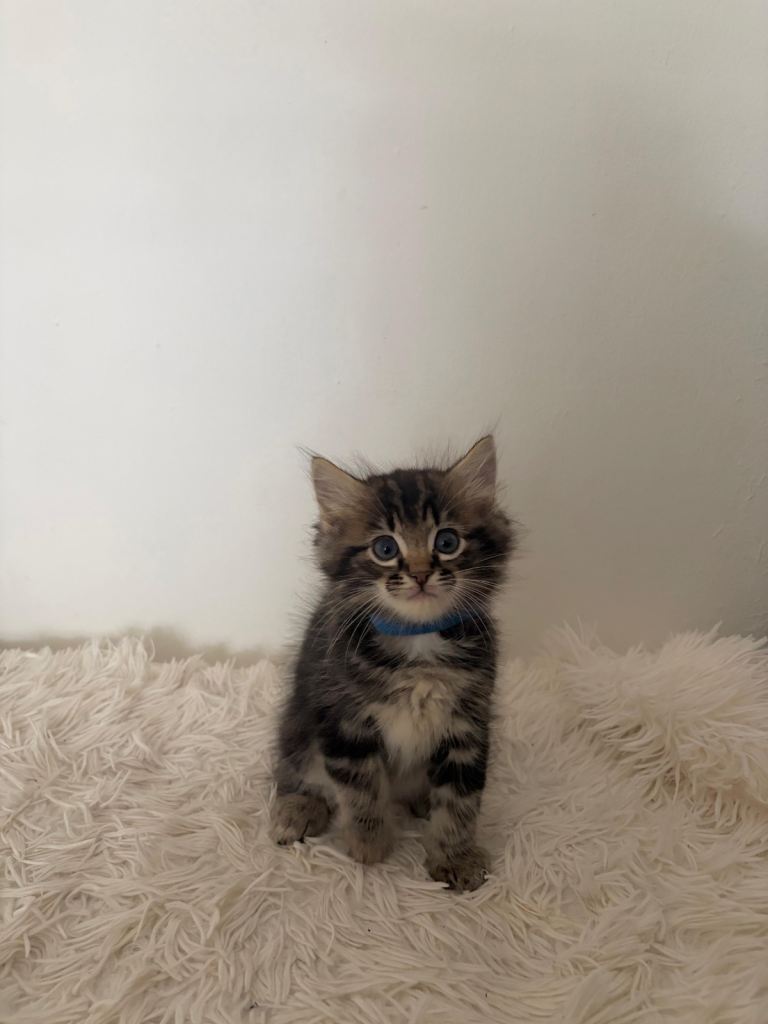 Boy kitten for sale