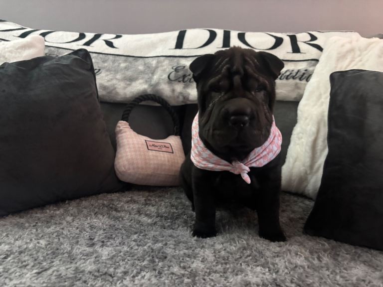 Shar pei puppies - 3 LEFT