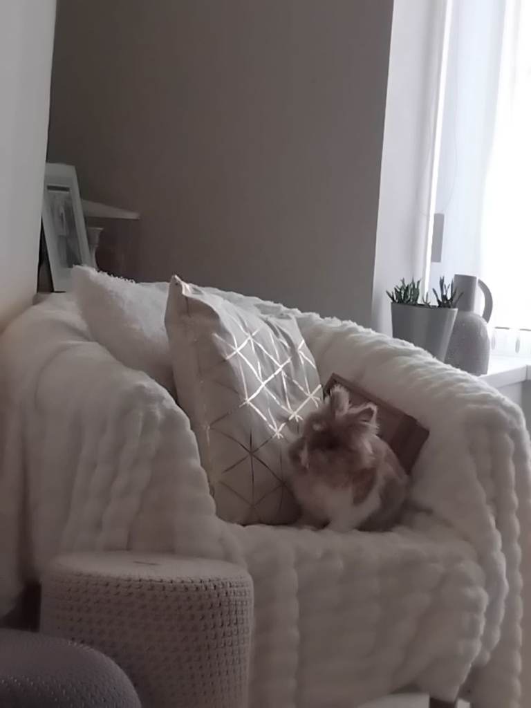 Double lion head rabbit 18 months old