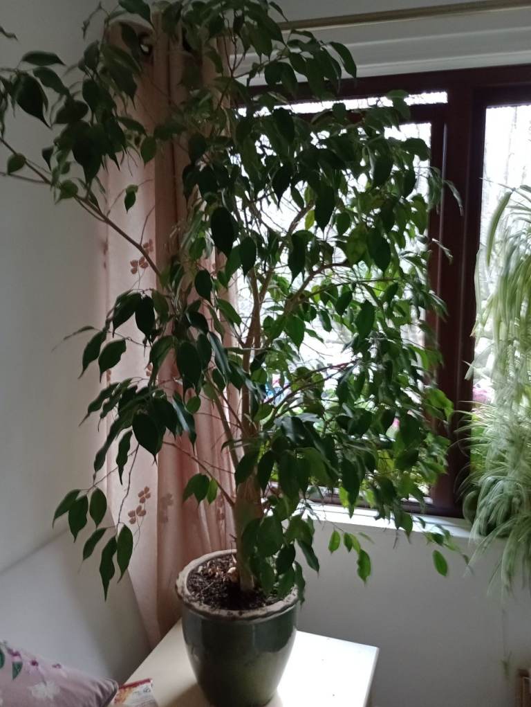 image for Weeping Fig in pot