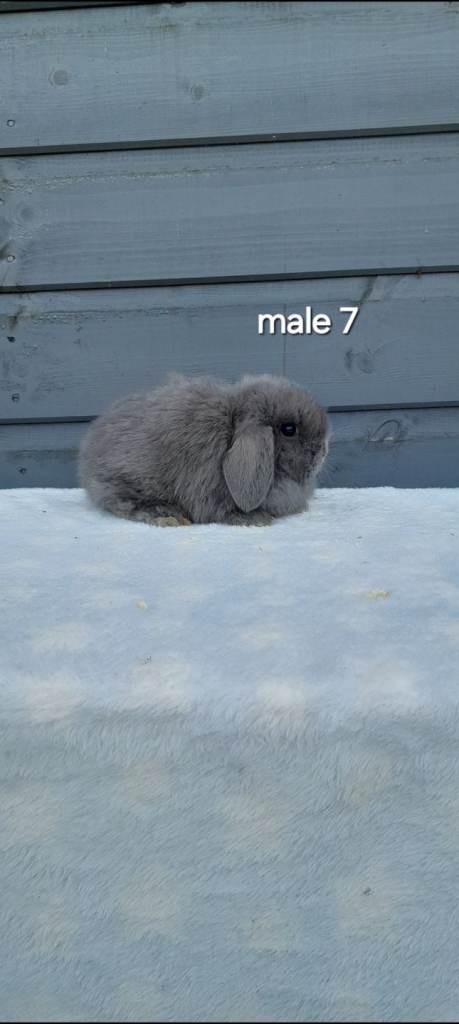 Purebred minilops ready to reserve