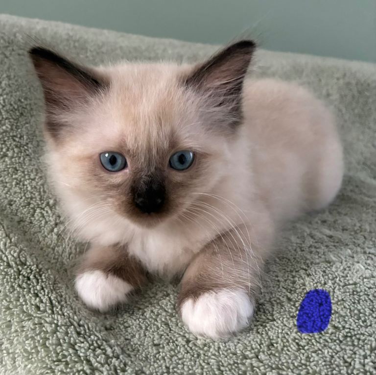 Pure Ragdoll Kittens  *Ready Now*