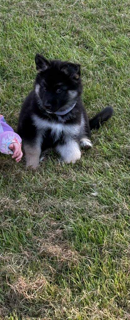 German shepherd/ husky puppy 