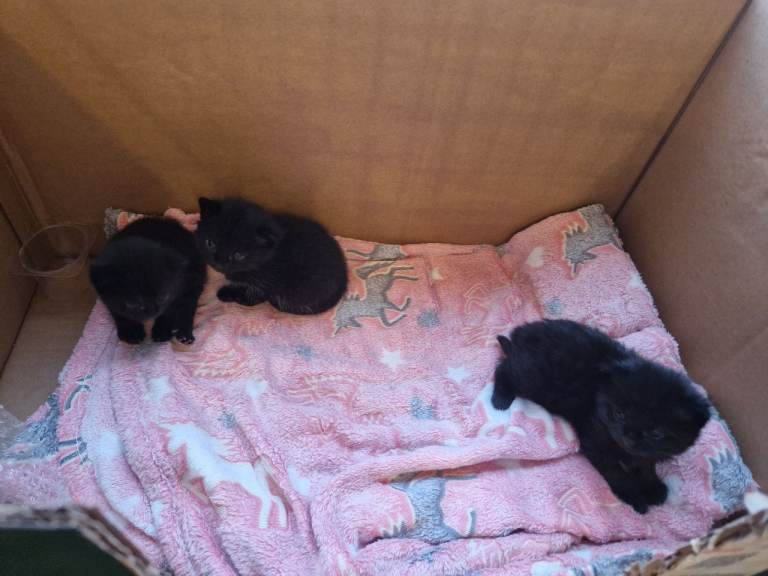 Black Kittens