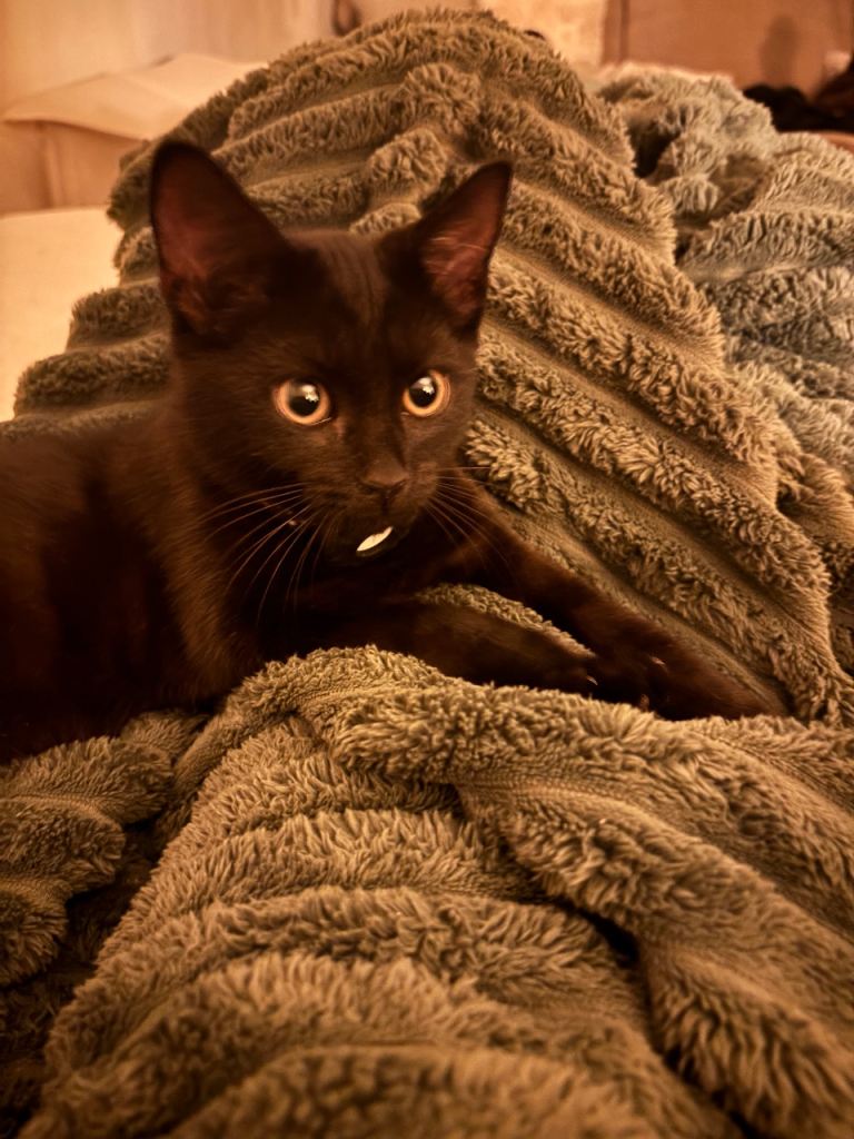 Black kitten 