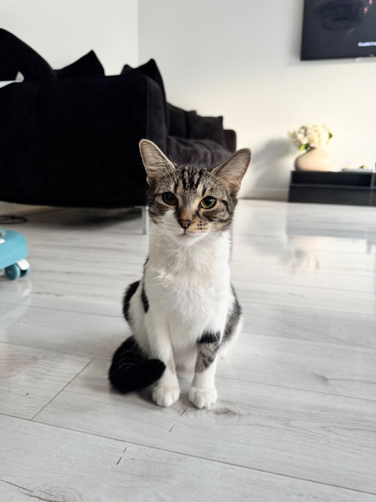 Cats for sale 