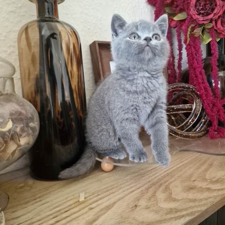 BRITISH SHORTHAIR KITTENS BLUES MALE FEMALE PEDIGREE GREY CATS BOYS GIRLS 