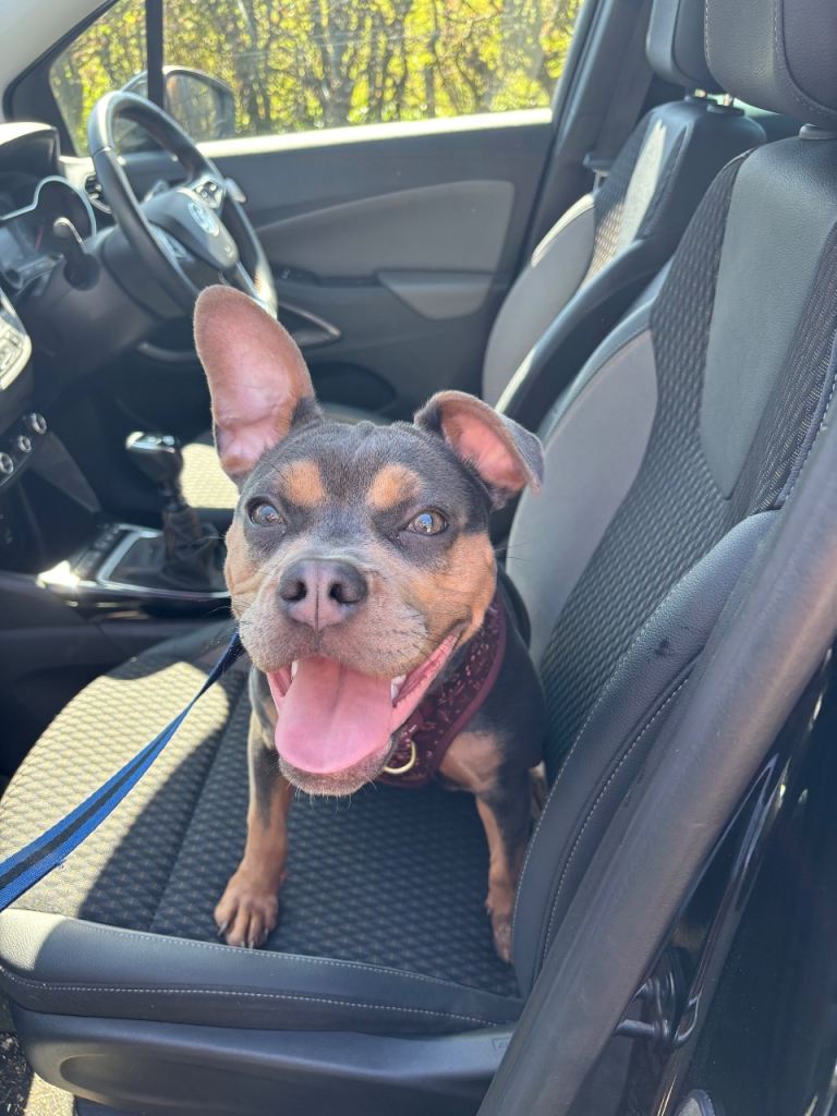 7 month old Frenchie cross 