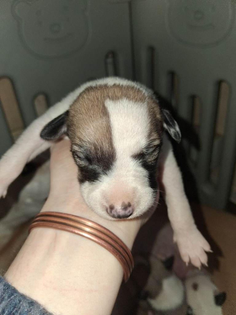 Stunning whippet puppies