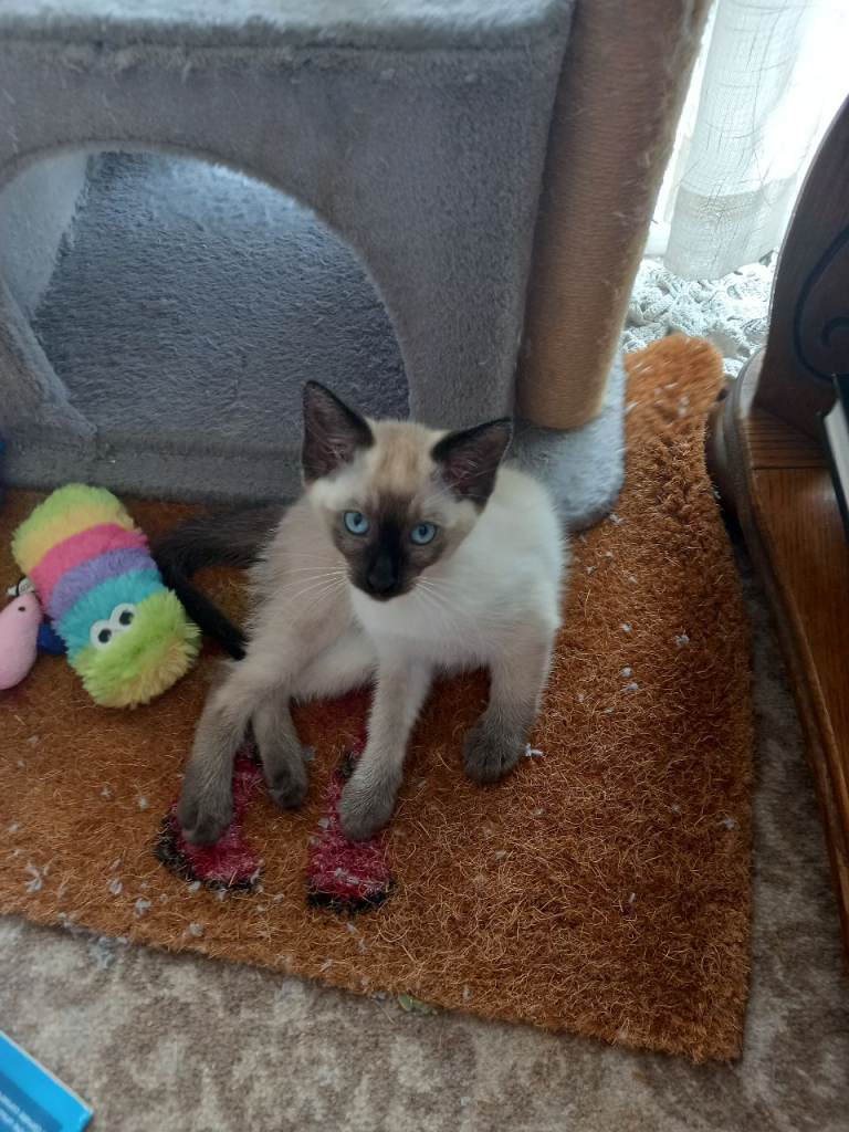 Seal point Siamese X Seal point Ragamese.