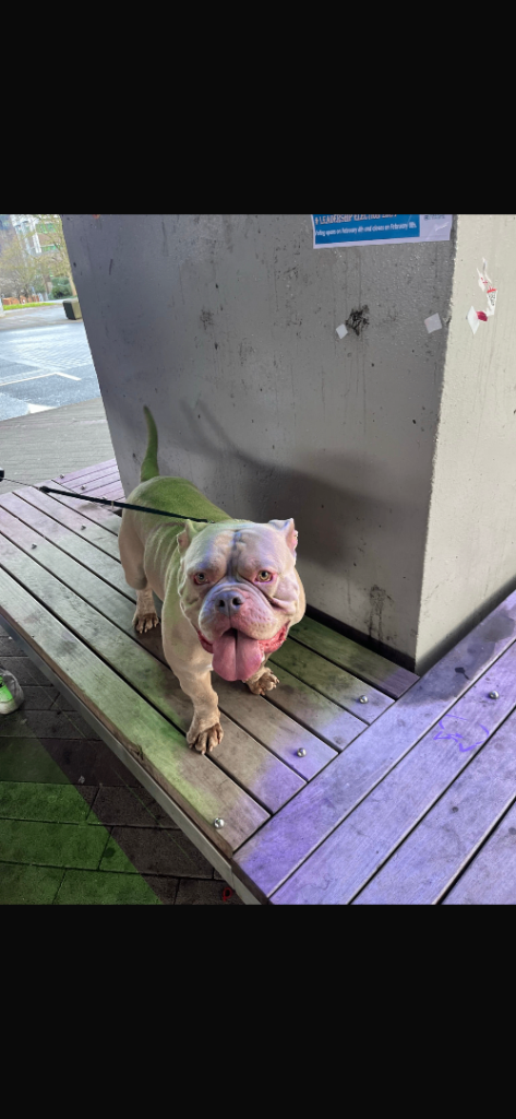 Pocket bully not XL bully Kenzo age 5 