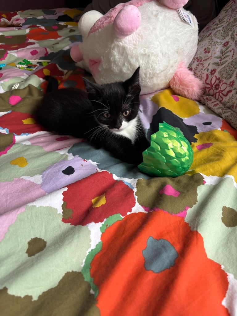 Kitten for sale (female)