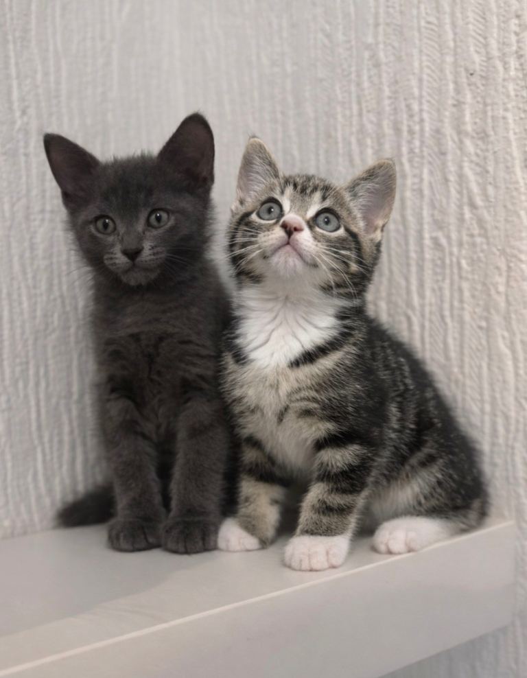 Last remaining kittens looking for the new forever homes 