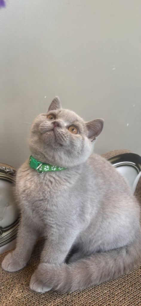 Gorgeous Bsh kittens ready to leave