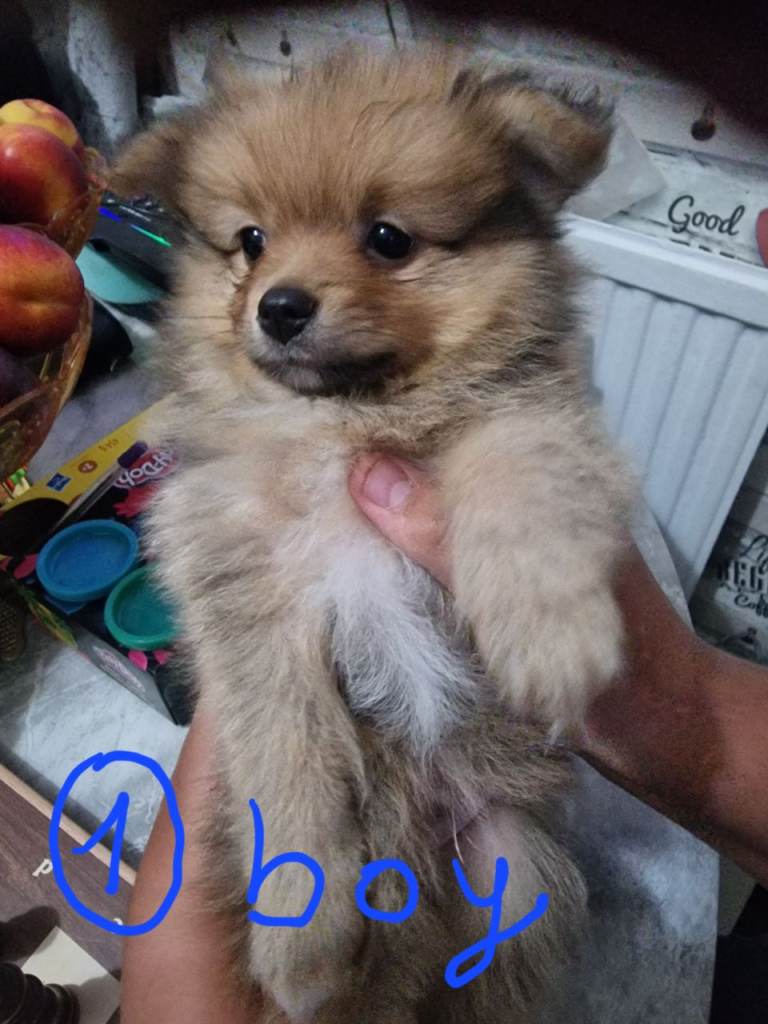Pomeranian puppies