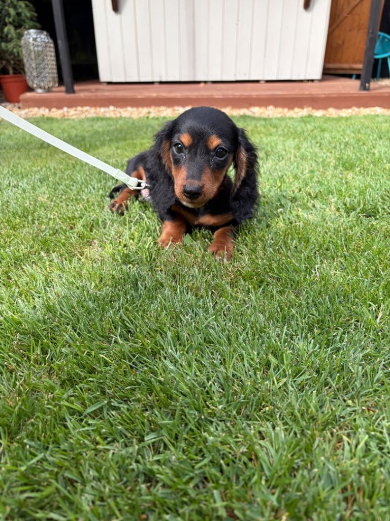 PUPPY rehoming 