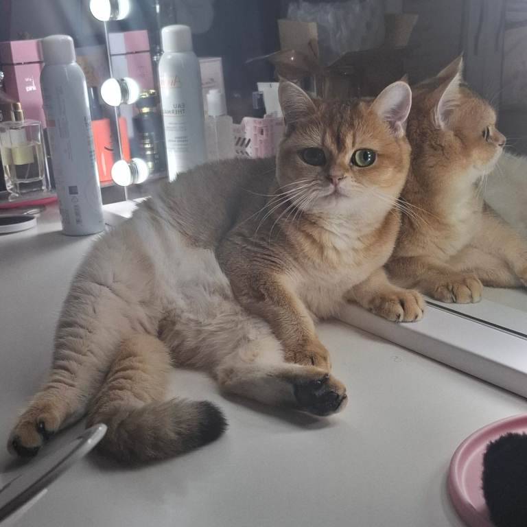 Golden british shorthair 