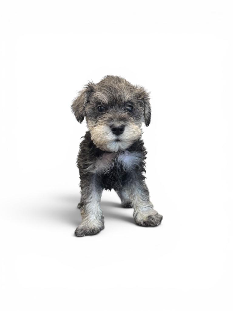 4 miniature schnauzer pups all bitches 