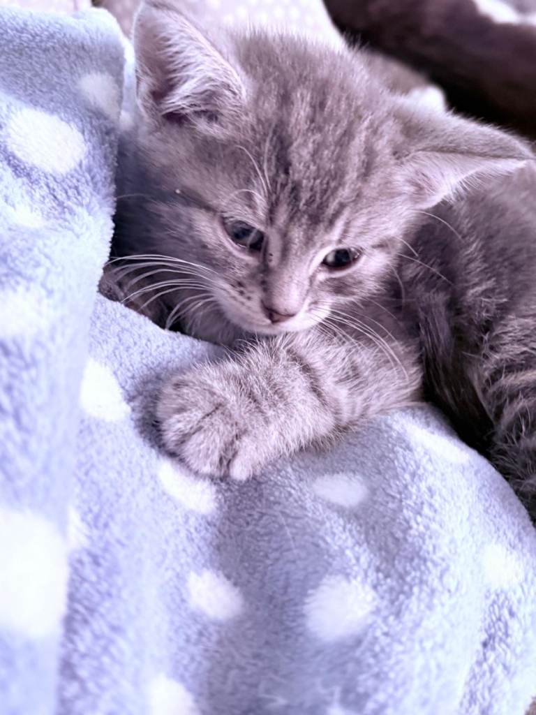 Kittens ready to leave